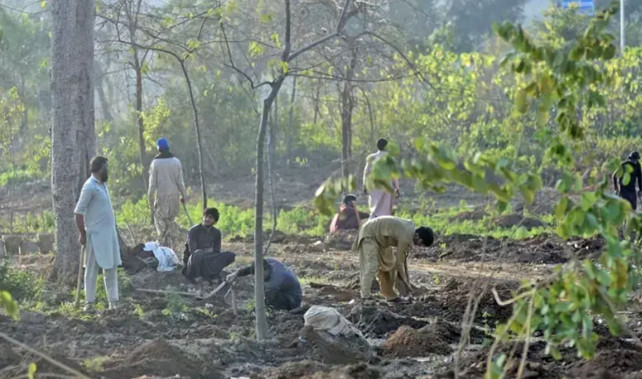CDA Says PMO Directed Islamabad Tree-Cutting Drive