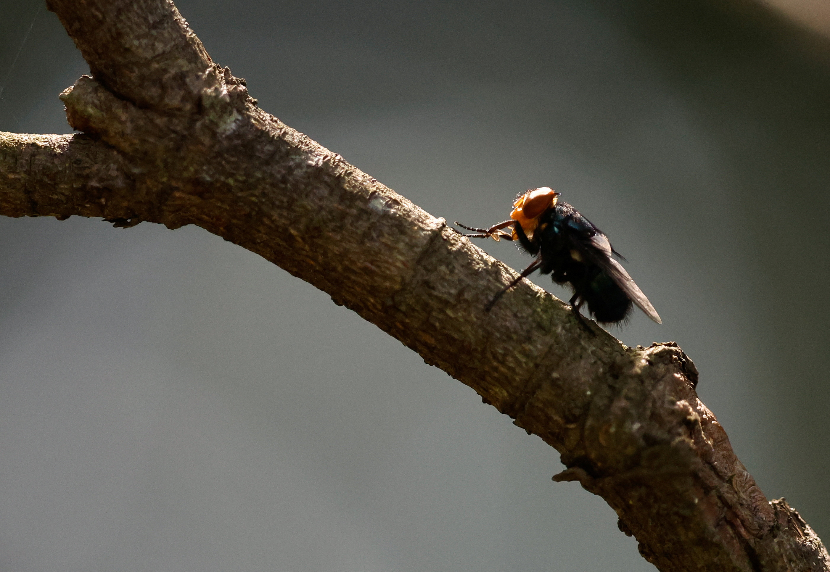 Flesh-Eating Screwworm Confirmed in Texas: Livestock Industry Faces $1.8 Billion Threat