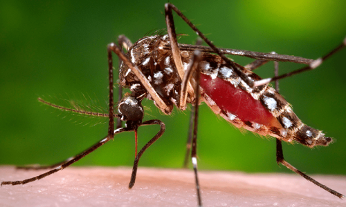 Dengue Spray Team Attacked by Residents in Rawalpi