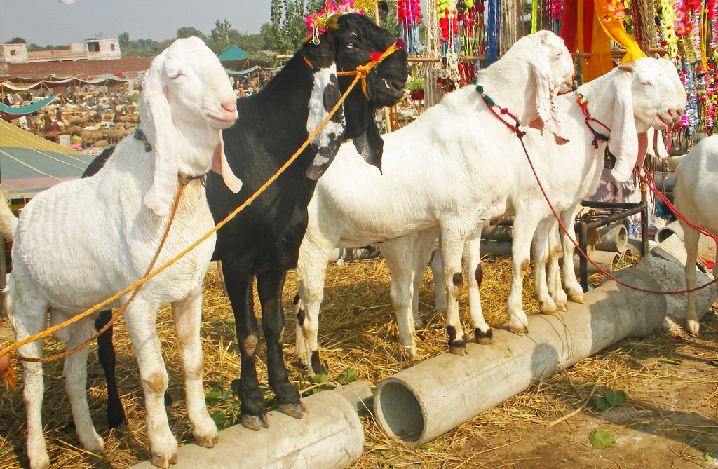 Eid Security Alert: 25 Sacrificial Goats Worth Rs1.9m Stolen from Gulistan-e-Jauhar Plot