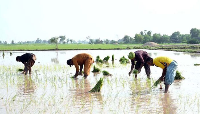 Farmers Block Karachi-Badin Highway Over Rice Pric