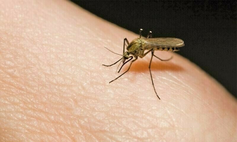 71 New Dengue Cases Reported in KP Amid Rising Humidity and Climate Concerns