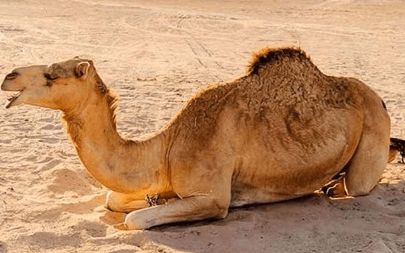 Tortured Camel Rescued in Sukkur, Shifted to Karachi Shelter for Treatment