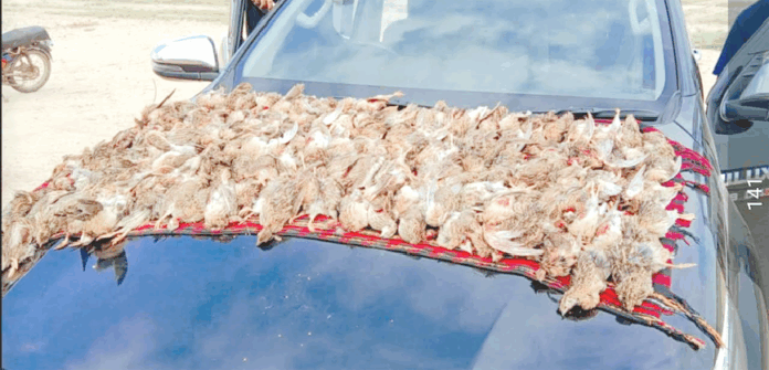 Illegal Hunting of Rare Birds Rises in Jamshoro, T