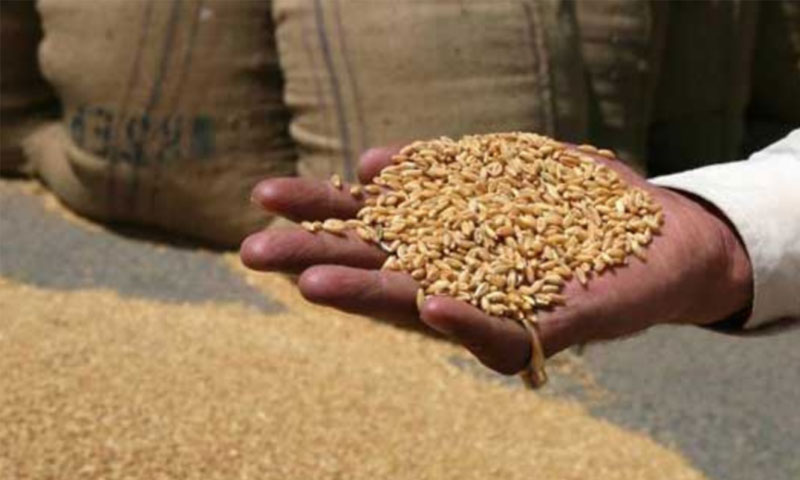 Punjab Govt Continues Wheat Release Policy, Sets Rate at Rs 2900/Maund